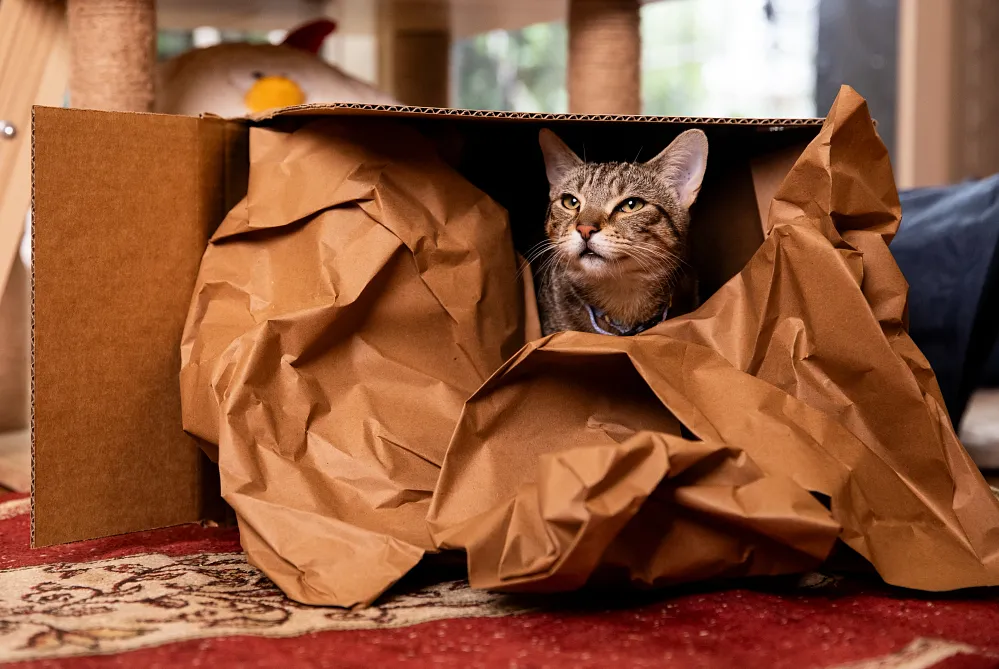 How To Prepare Your Cat to Move into a New House